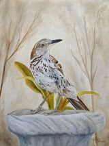 Early Brown Thrasher Poster och Canvastavla