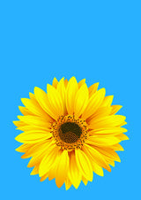 Sunflower On Blue (h) Poster och Canvastavla