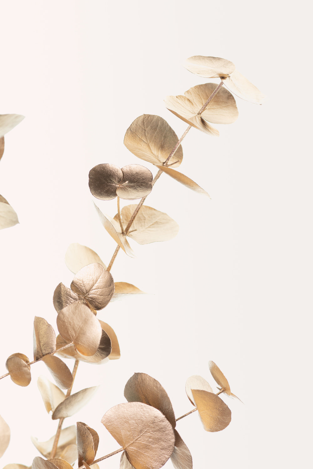 Eucalyptus Gold No 03 Poster och Canvastavla
