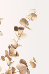Eucalyptus Gold No 03 Poster och Canvastavla