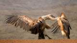 The Vulture fight Poster och Canvastavla