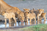 At the watering hole. Poster och Canvastavla