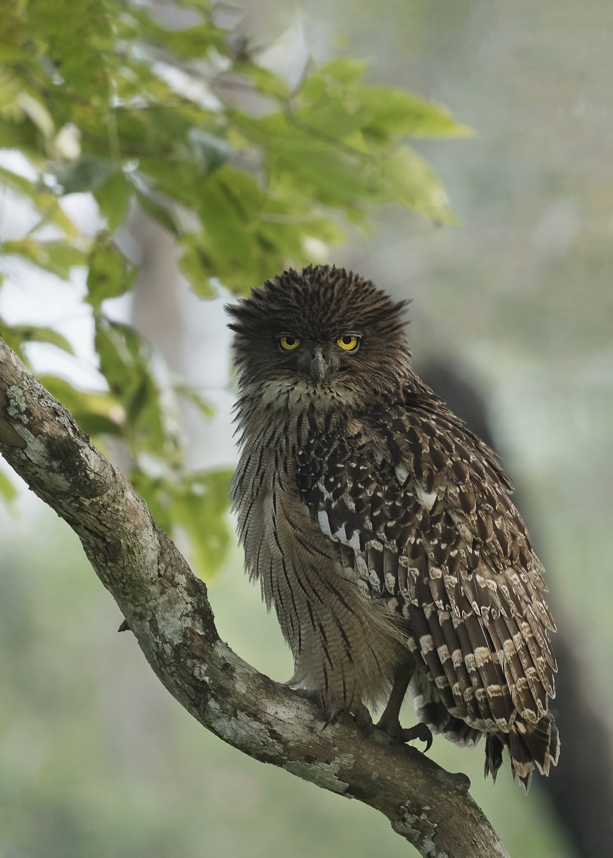 Brown fish owl 🦉 Poster och Canvastavla