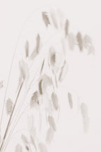 Dried Grass_pink Poster och Canvastavla