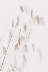 Dried Grass_pink Poster och Canvastavla