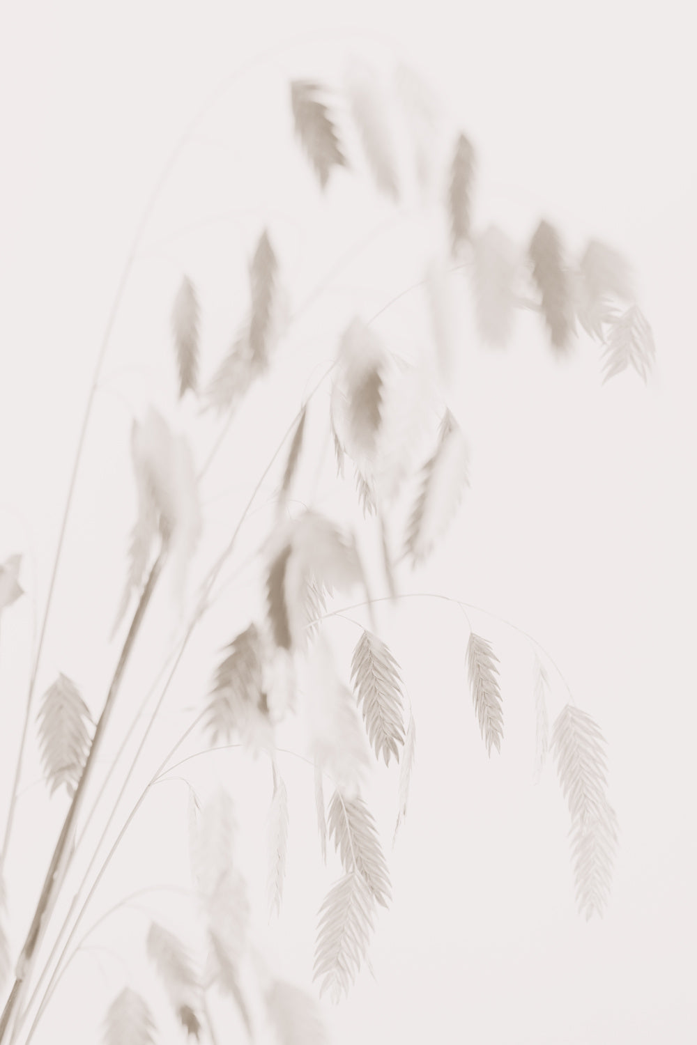 Dried Grass_pink Poster och Canvastavla