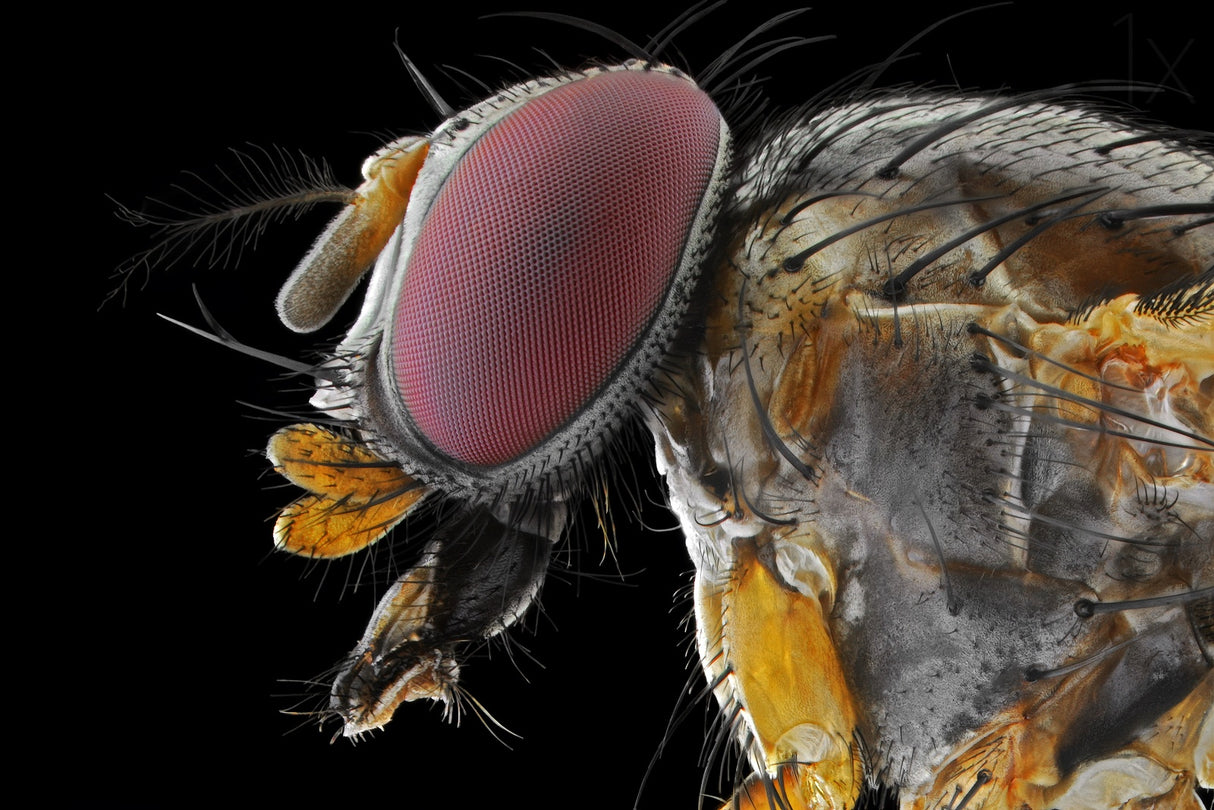 Yellow Fly Poster och Canvastavla