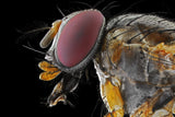 Yellow Fly Poster och Canvastavla