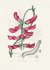 Mucuna Pruriens (dolichos Pruriens) Medical Botany Poster och Canvastavla