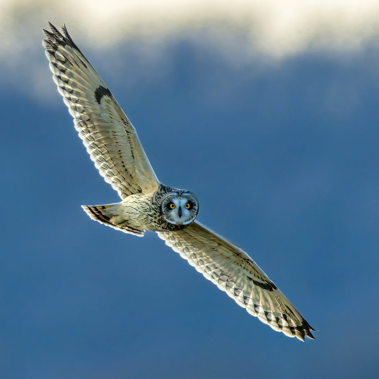 Short eared owl Poster och Canvastavla