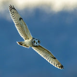 Short eared owl Poster och Canvastavla