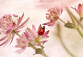 Ladybird and pink flowers Poster och Canvastavla