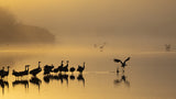 Gold Morning Poster och Canvastavla