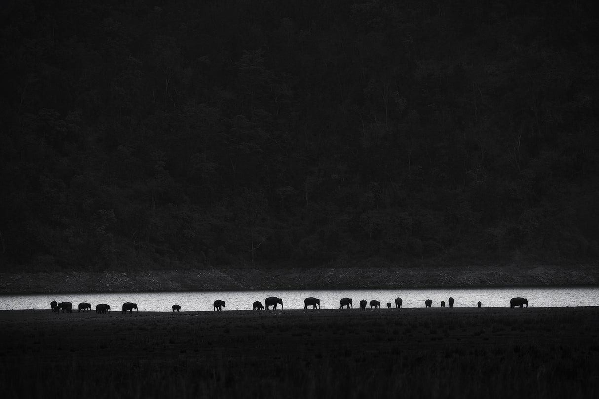ants or elephants Poster och Canvastavla