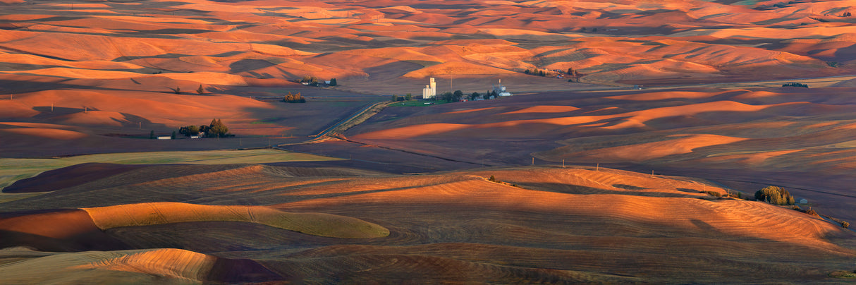 Golden Palouse Poster och Canvastavla