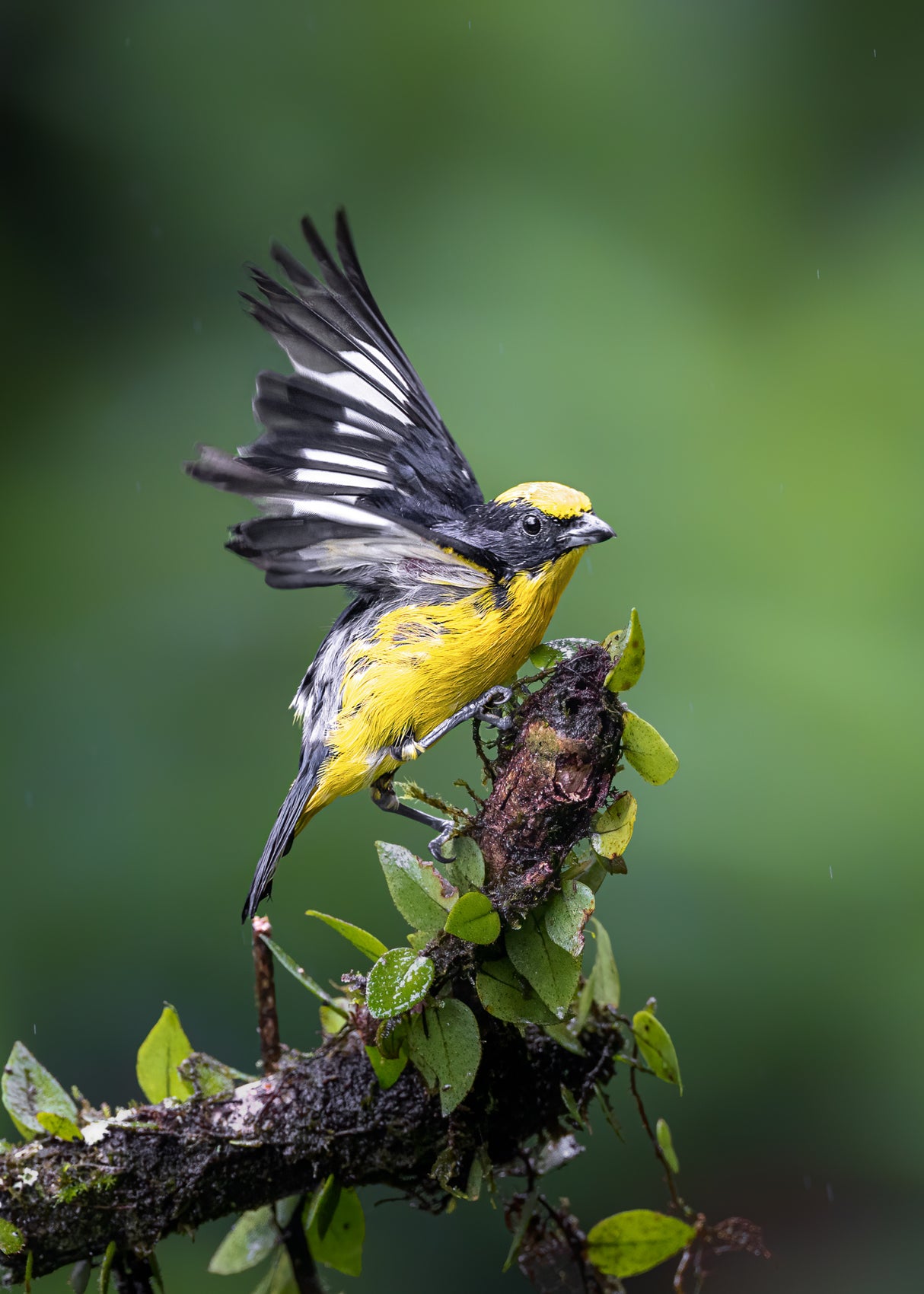 Thick-billed Euphonia Poster och Canvastavla