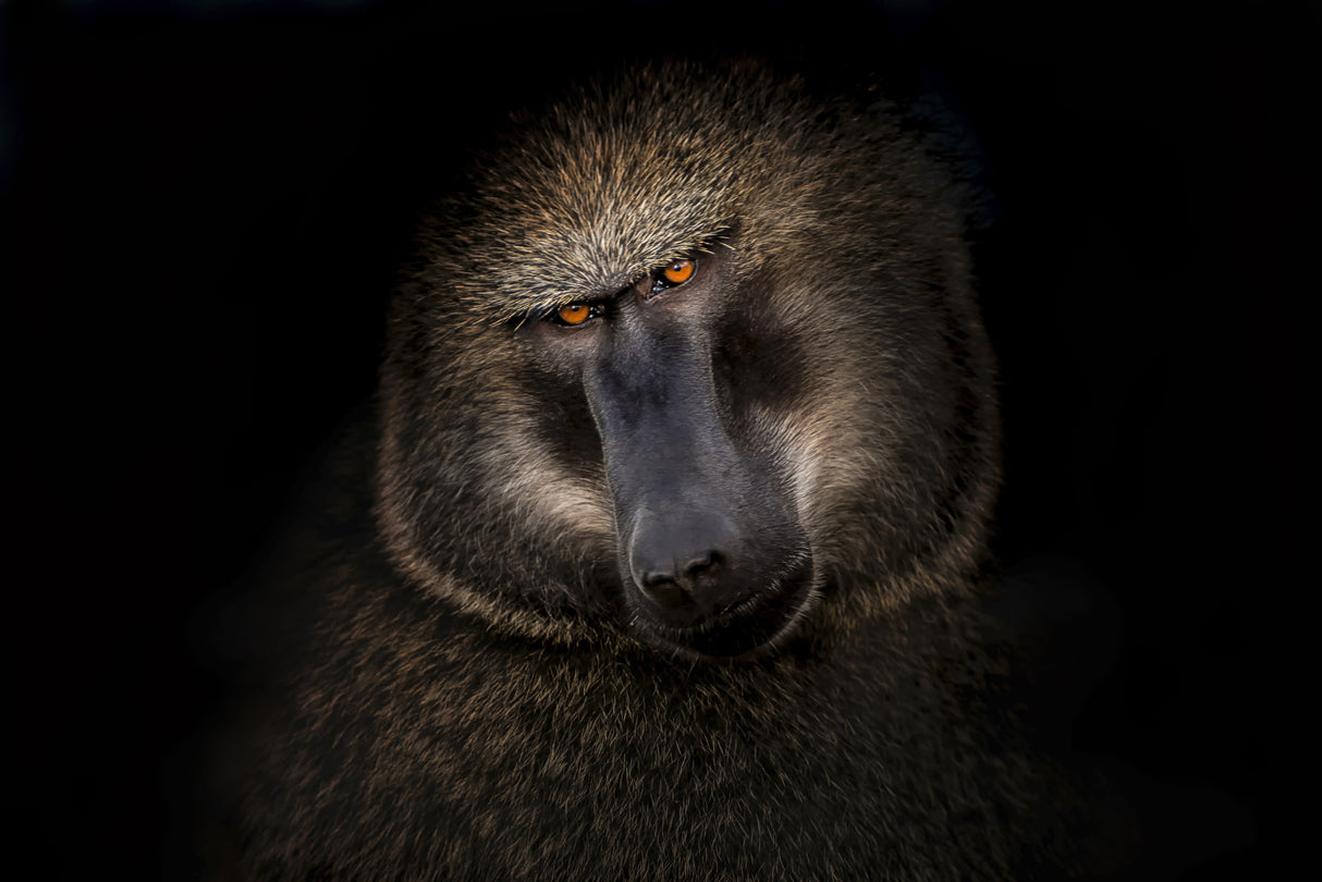 Portrait of a baboon Poster och Canvastavla