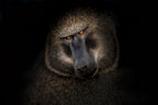Portrait of a baboon Poster och Canvastavla