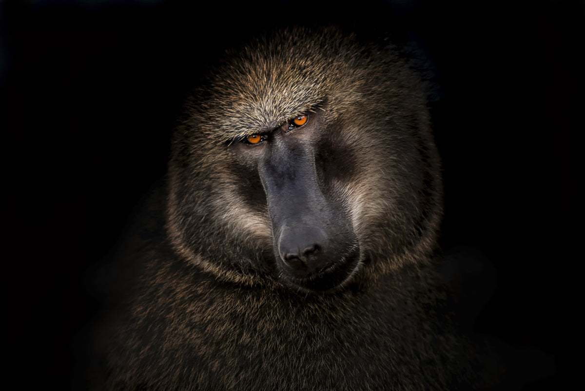Portrait of a baboon Poster och Canvastavla