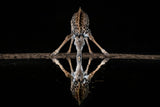 Spider Giraffe Poster och Canvastavla