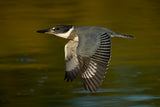 Belted Kingfisher Poster och Canvastavla