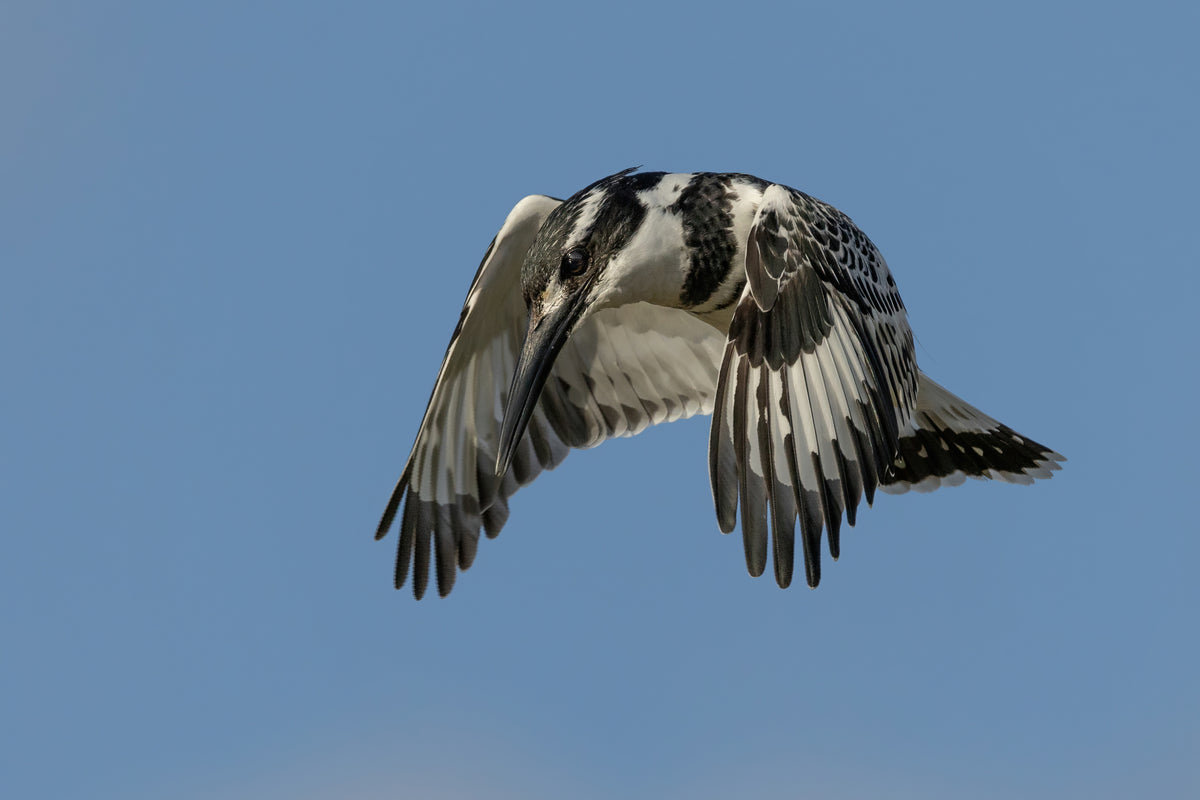 Hovering Poster och Canvastavla