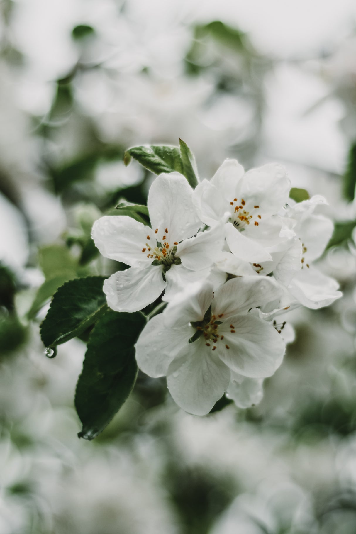 Spring Series - Apple Blossoms in the Rain 1/12 Poster och Canvastavla