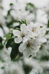 Spring Series - Apple Blossoms in the Rain 1/12 Poster och Canvastavla