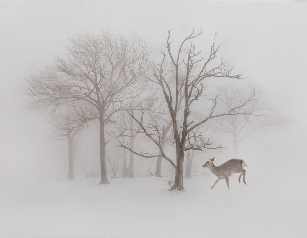 The Winter Deer Poster och Canvastavla