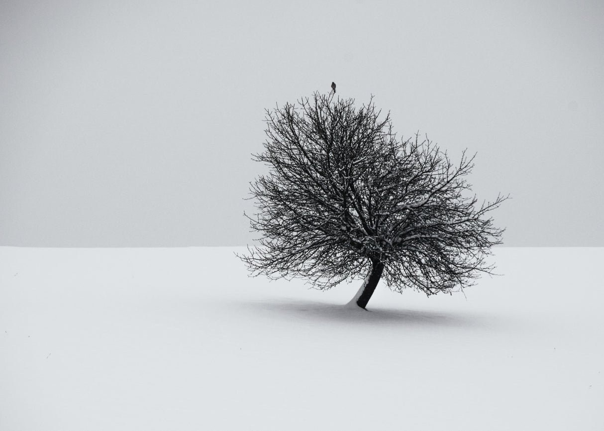 winter Poster och Canvastavla