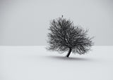 winter Poster och Canvastavla
