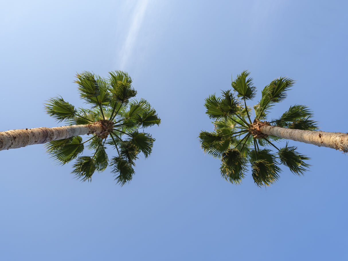 palm trees Poster och Canvastavla