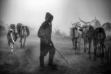 '...cattle herd in the mist...' Poster och Canvastavla