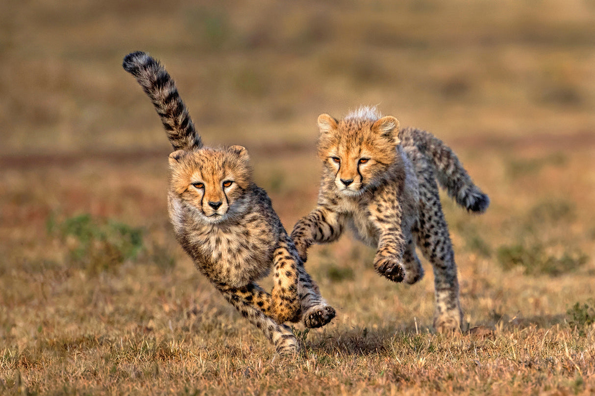 Chetaath cubs playing Poster och Canvastavla