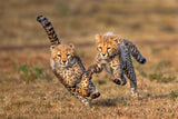 Chetaath cubs playing Poster och Canvastavla