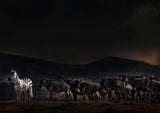 an evening in Kenya Poster och Canvastavla