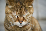 tabby cat Poster och Canvastavla