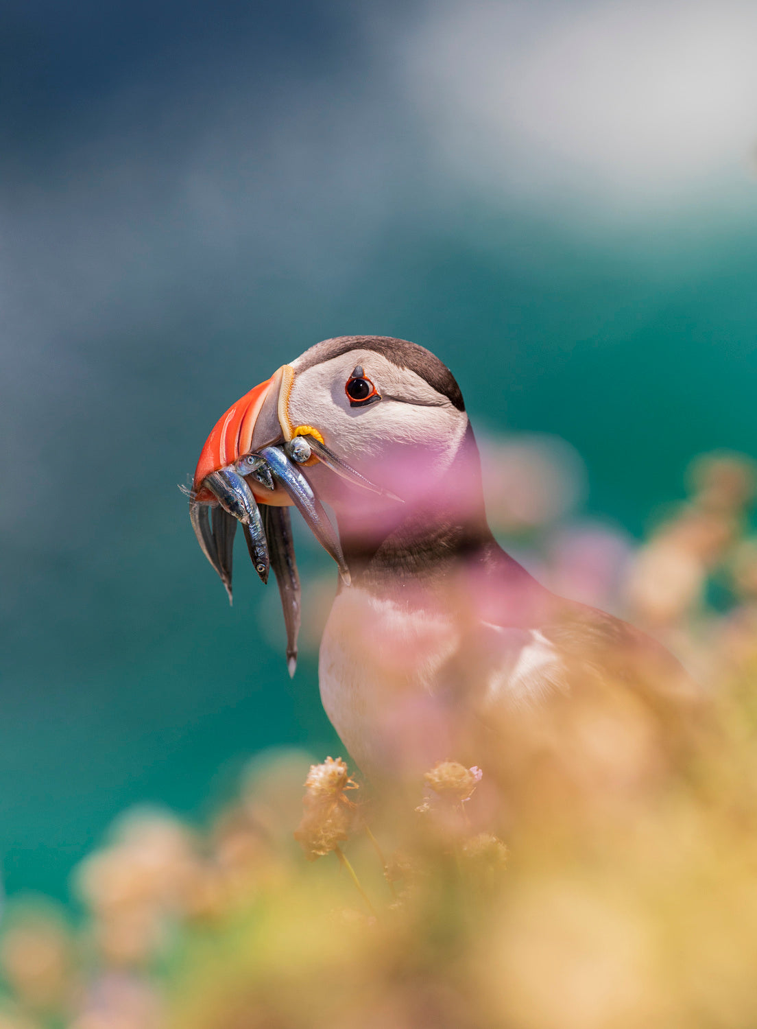 Atlantic Puffin Poster och Canvastavla