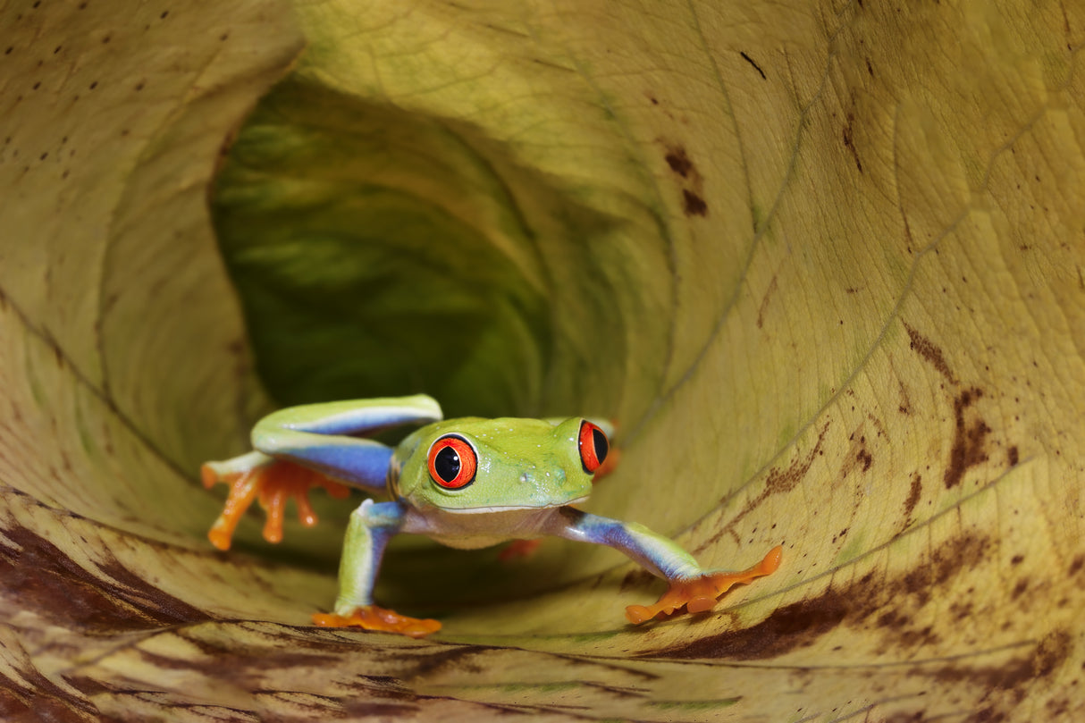 Red Eye Frogg Poster och Canvastavla