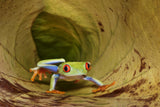 Red Eye Frogg Poster och Canvastavla