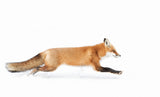 Red Fox on the run - Algonquin Park Poster och Canvastavla