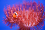 Finding Nemo Poster och Canvastavla