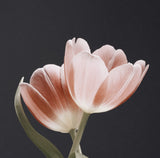 Soft Pink Grey Bg Dsc1915 Poster och Canvastavla