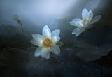 Lotus Poster och Canvastavla