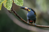 Plate_Billed Mountain Toucanet Poster och Canvastavla