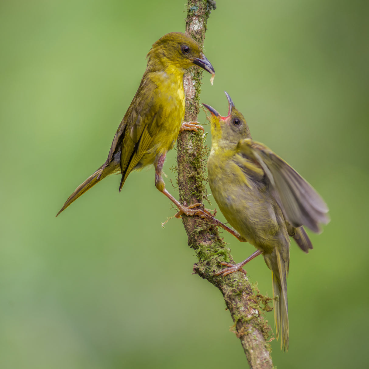 Olive-green Tanager feeding the chick Poster och Canvastavla