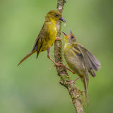Olive-green Tanager feeding the chick Poster och Canvastavla