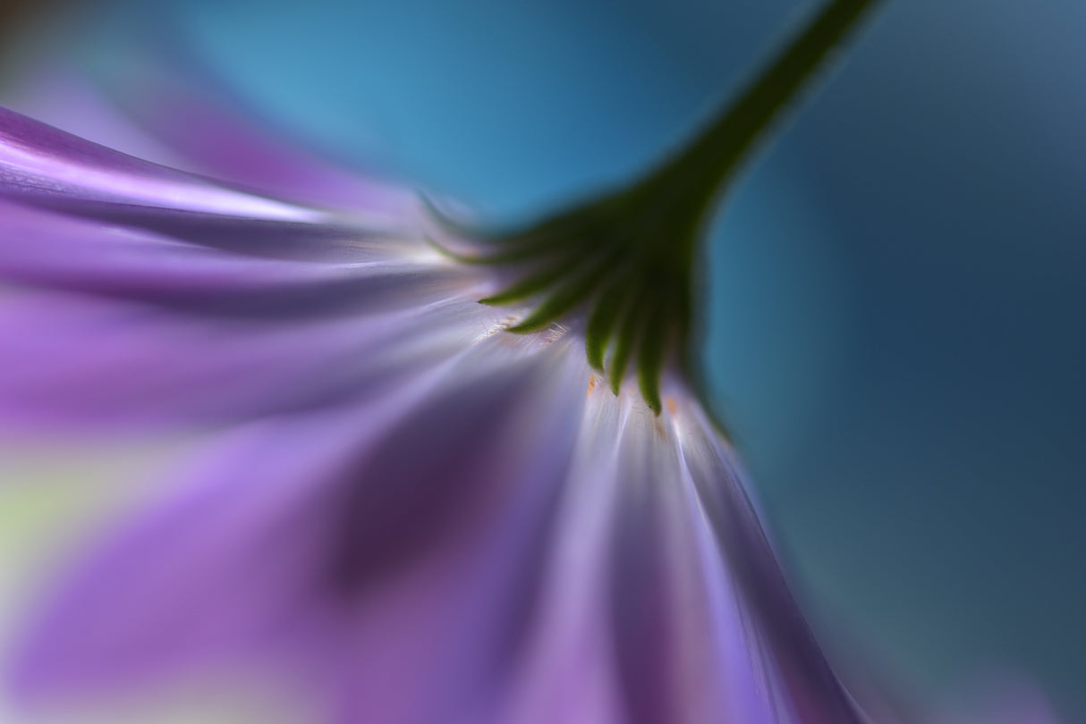 Bright marguerites Poster och Canvastavla