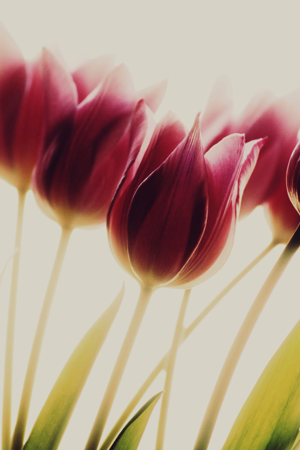 tulips Poster och Canvastavla
