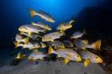 Underwater photography-Indian ocean sweetlips Poster och Canvastavla